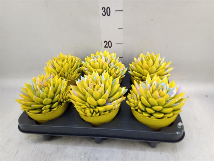 <h4>Echeveria  'Miranda'</h4>