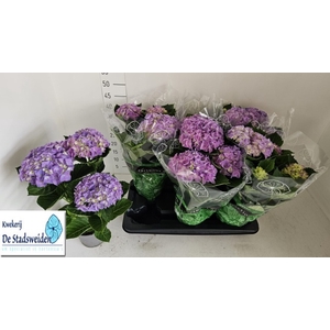 HYDR M EARLY BLUE