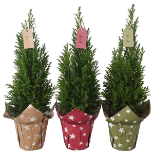 PTK25115 Ellwoodii in papieren potcover mix met decoratie