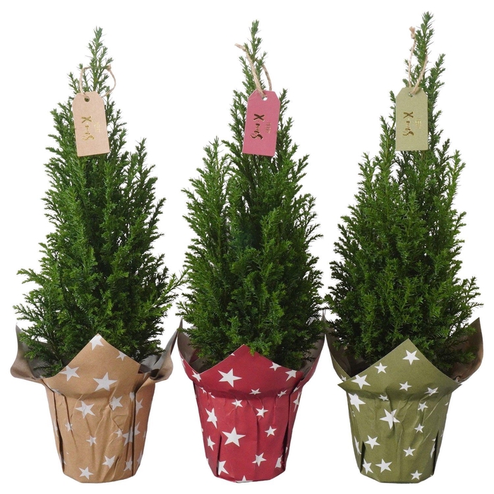 <h4>PTK25115 Ellwoodii in papieren potcover mix met decoratie</h4>