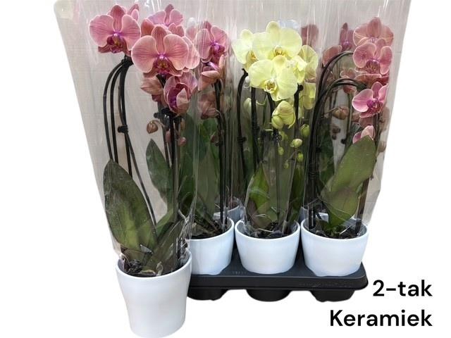 <h4>ARR PHALA MT 14+</h4>