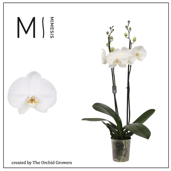 <h4>Mimesis Phal. Ural - 2 spike 12cm</h4>