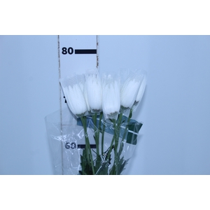 ANASTASIA WHITE 080 CM BRANCO