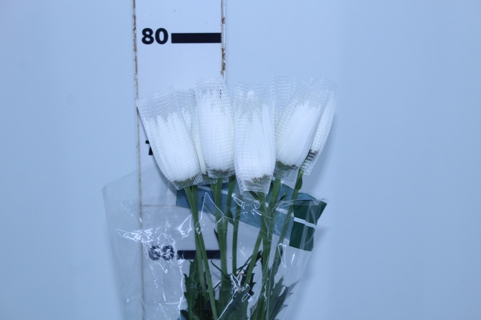 ANASTASIA WHITE 080 CM BRANCO