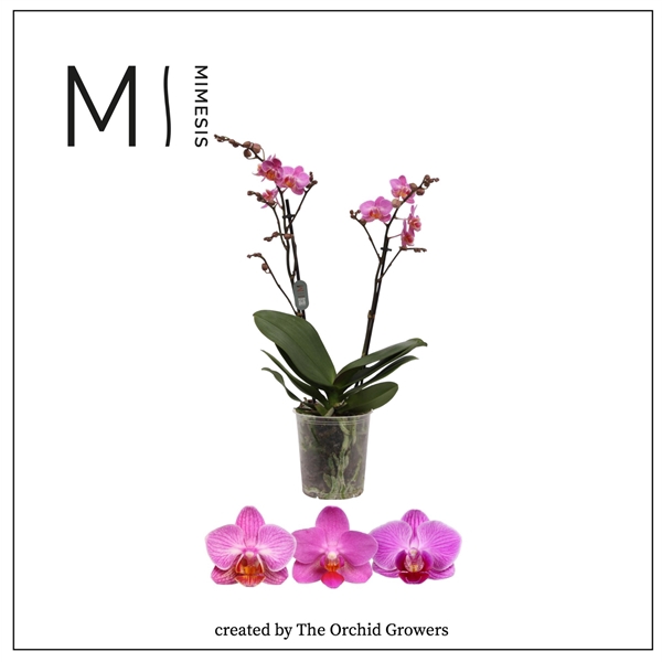 <h4>Mimesis Phal. Multi Dark Pink - 2 spike 12cm</h4>