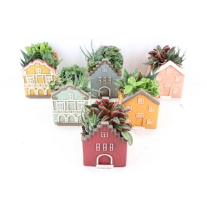 arr3 SN - Casa home mix L x6