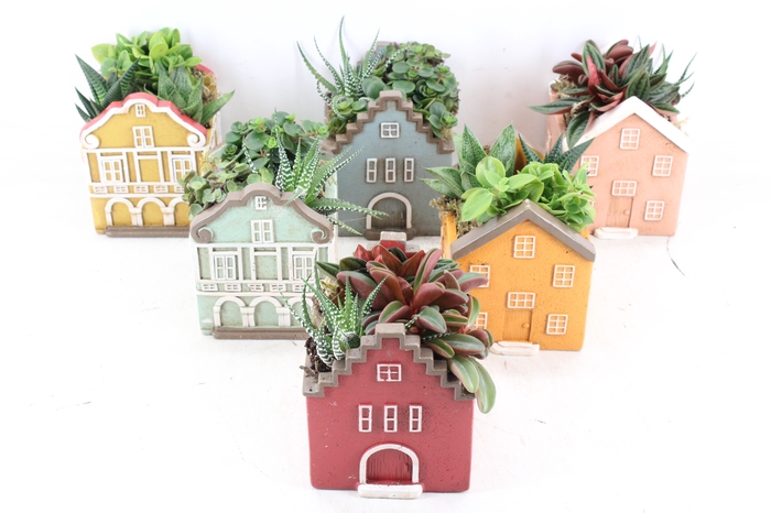 <h4>arr3 SN - Casa home mix L x6</h4>