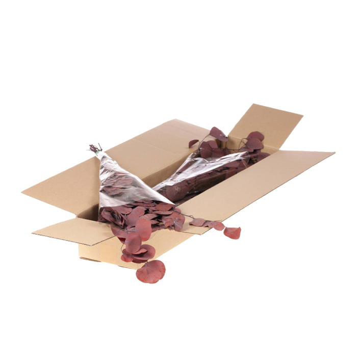 <h4>Eucalyptus Populus Preserved Sb Red</h4>