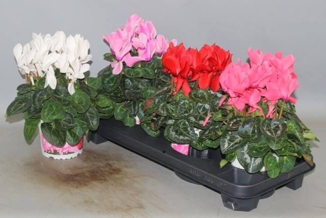 <h4>CYCL GR SUP XL</h4>