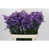 Limonium sinuatum Ana Blue
