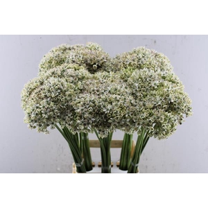 Allium Nigrum Wit (80cm)