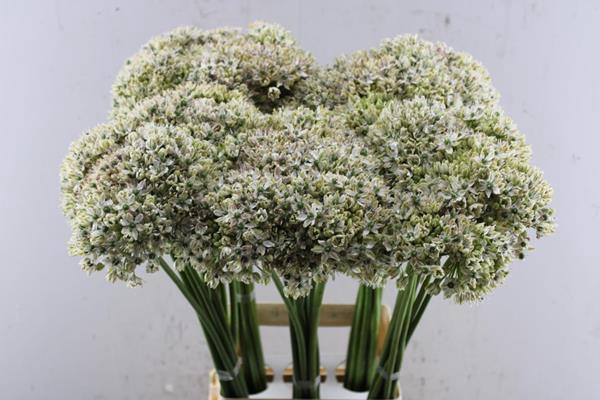 <h4>Allium Nigrum Wit (80cm)</h4>
