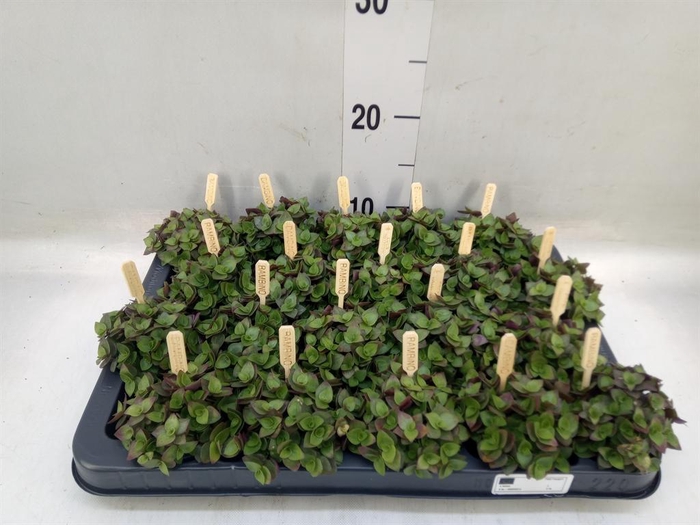 <h4>Callisia repens 'Turtle'</h4>