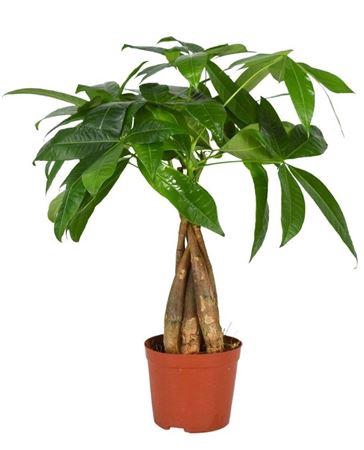 <h4>Pachira aquatica 12 cm gevlochten</h4>