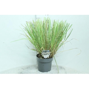 Cortaderia overig Mini silver Pampas