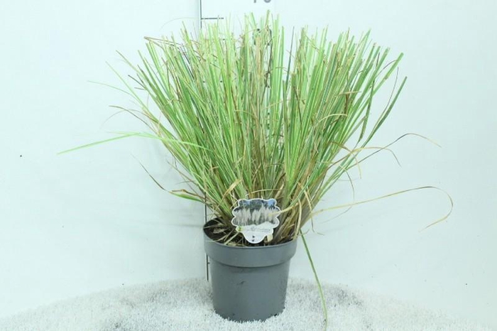 <h4>Cortaderia overig Mini silver Pampas</h4>