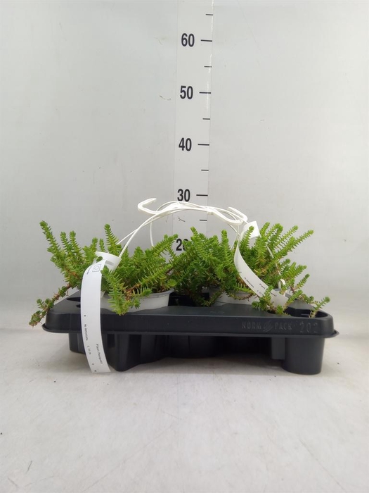 <h4>Crassula   ...</h4>