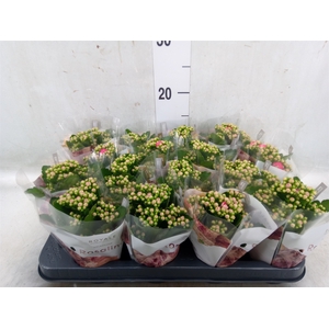 Kalanchoe blos. 'RosDon Victorio'