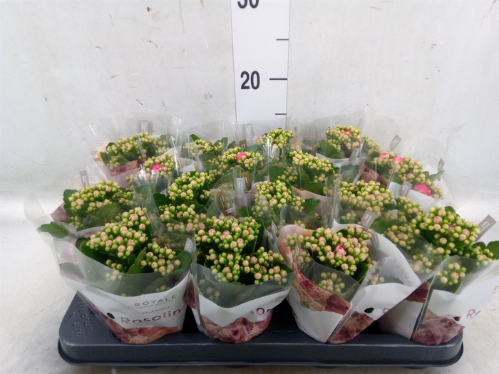 <h4>Kalanchoe blos. 'RosDon Victorio'</h4>