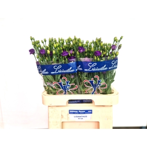 EUS G DOUBLINI BLUE