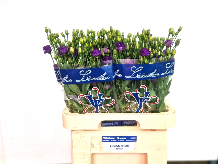 <h4>EUS G DOUBLINI BLUE</h4>