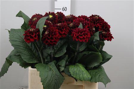 <h4>Dahl Black Fox</h4>