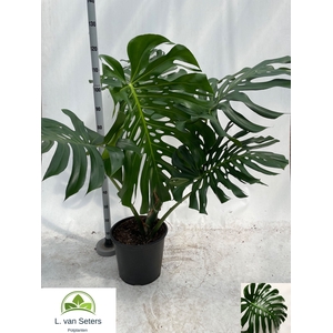 MONSTERA DELICIOSA