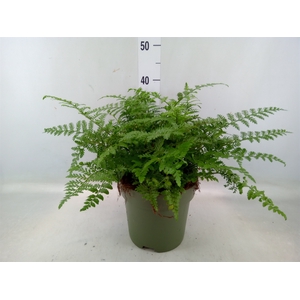 Asplenium parvati