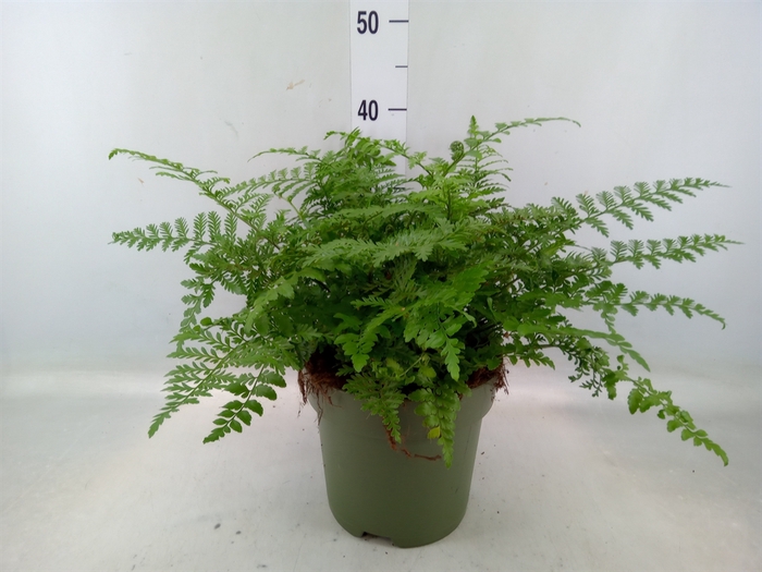 <h4>Asplenium parvati</h4>