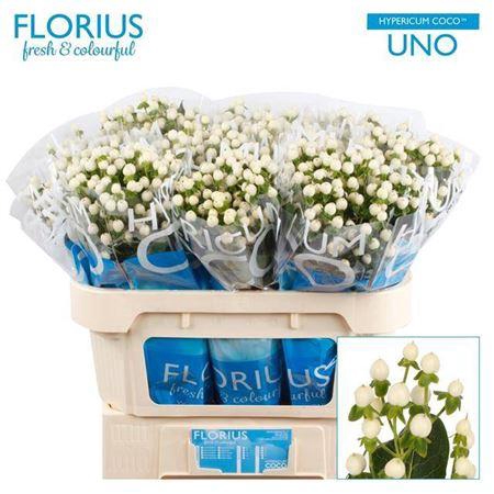 <h4>Hyp Coco Uno 70cm</h4>