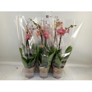 Phalaenopsis   ...orange