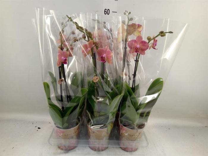 <h4>Phalaenopsis   ...orange</h4>
