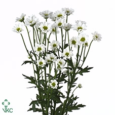 <h4>Chr Madiba Idini White</h4>