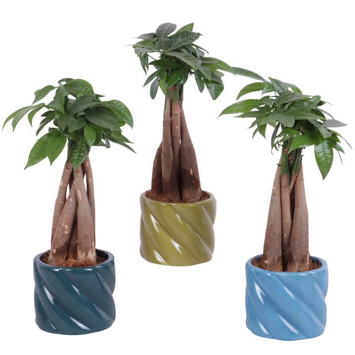 <h4>Pachira Braided Ø09cm in Ø11cm Ceramic FB674</h4>