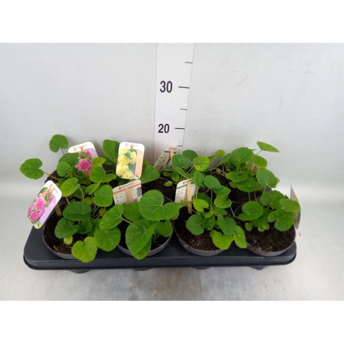 <h4>Alcea rosea</h4>