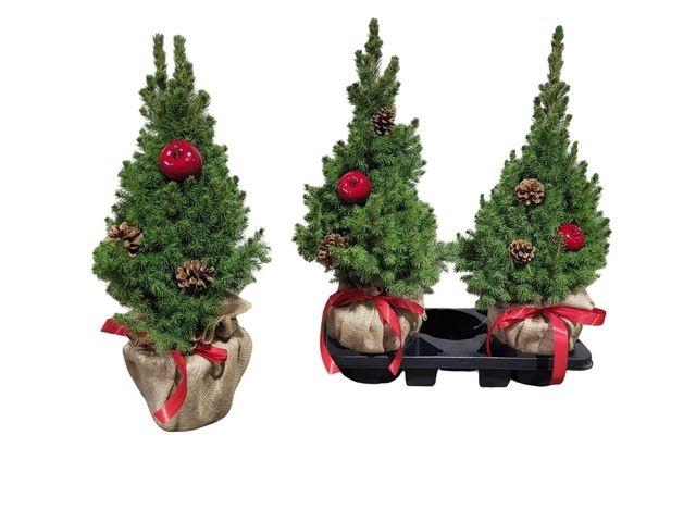 <h4>Picea Gl Conica</h4>