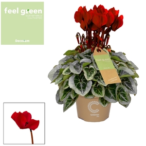 Cyclamen SS Picasso Wine Red FEEL GREEN Decorum