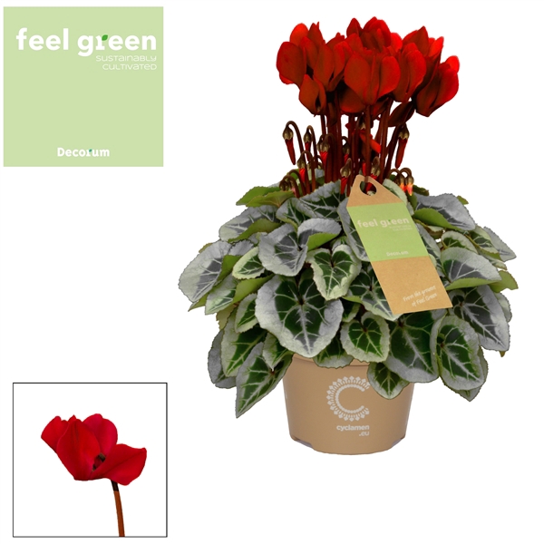 <h4>Cyclaam Picasso Wine Red Feel Green</h4>