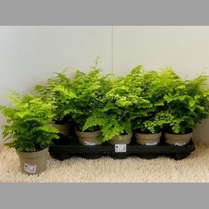 ADIAN RAD FRITZ-LUTH