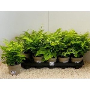 ADIAN RAD FRITZ-LUTH