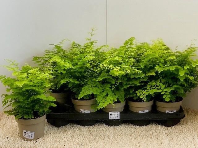 <h4>ADIAN RAD FRITZ-LUTH</h4>