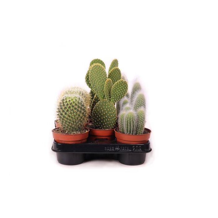 <h4>Cactus</h4>