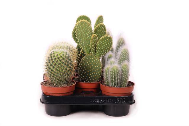 Cactus