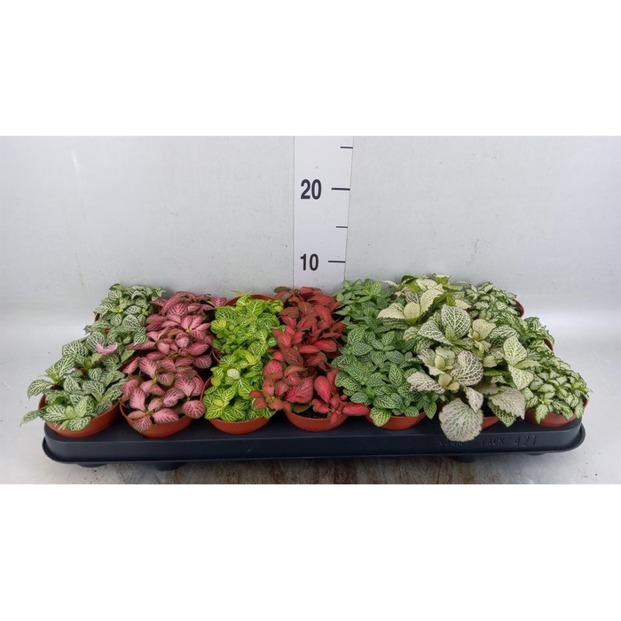 <h4>Fittonia   ...mix 7</h4>