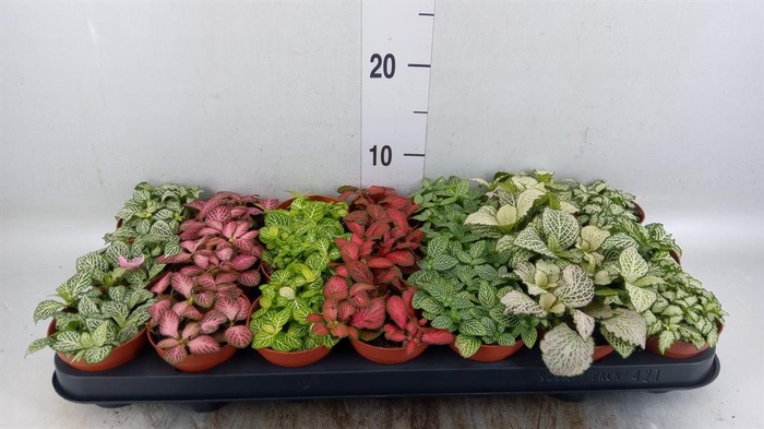 Fittonia   ...mix 7