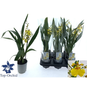 ONCIDIUM OV
