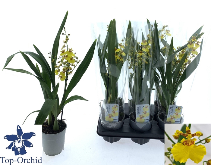 <h4>ONCIDIUM OV</h4>