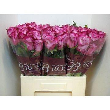 <h4>R GR DEEP PURPLE</h4>