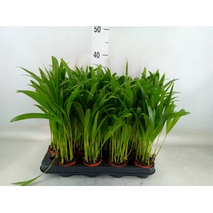 Dypsis lutescens   ...Chrysalidoca