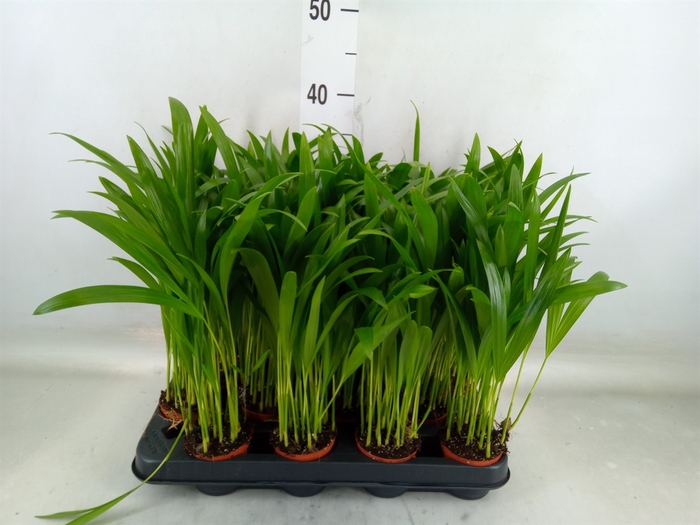 <h4>Dypsis lutescens   ...Chrysalidoca</h4>